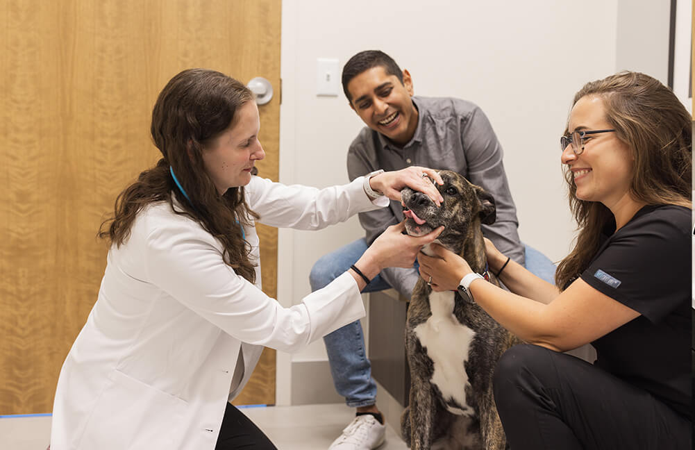 Vet Staff Performing Exam