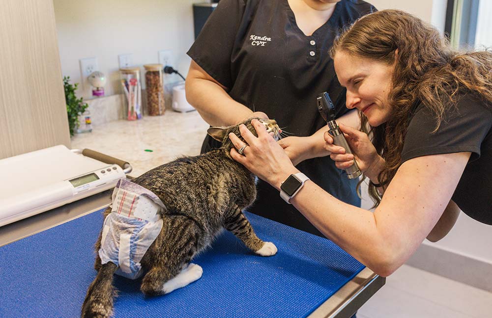 veterinarian checking cat's eyes