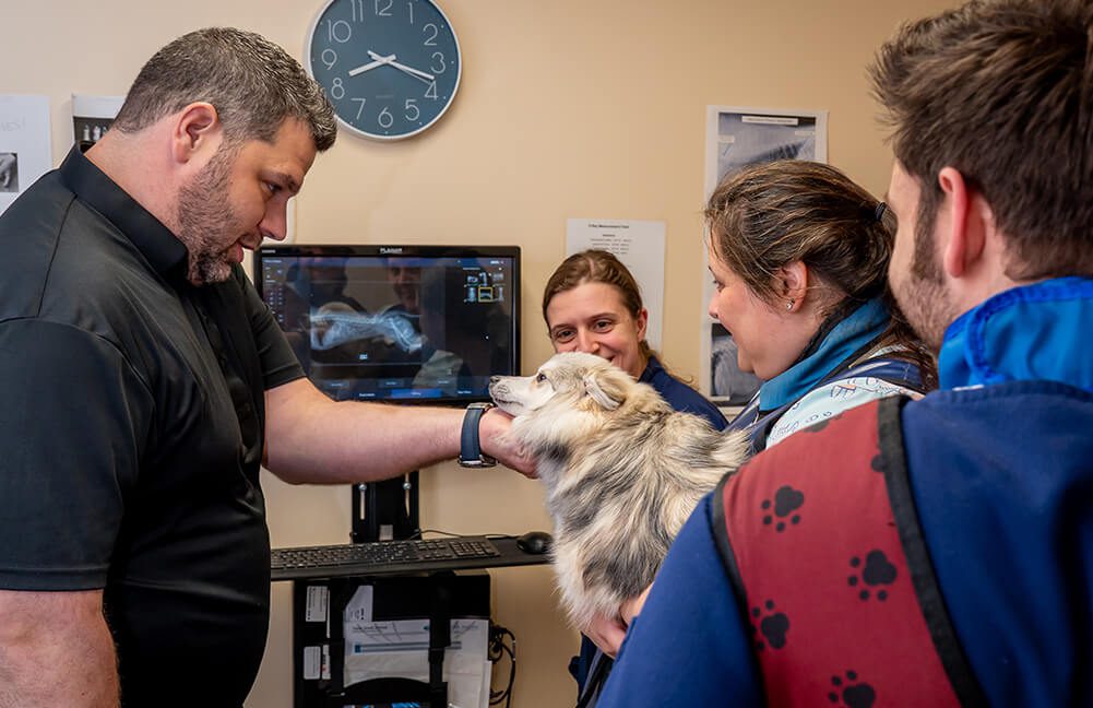 Group Of Veterinary Professionals Looking At Dog after Getting X-rays