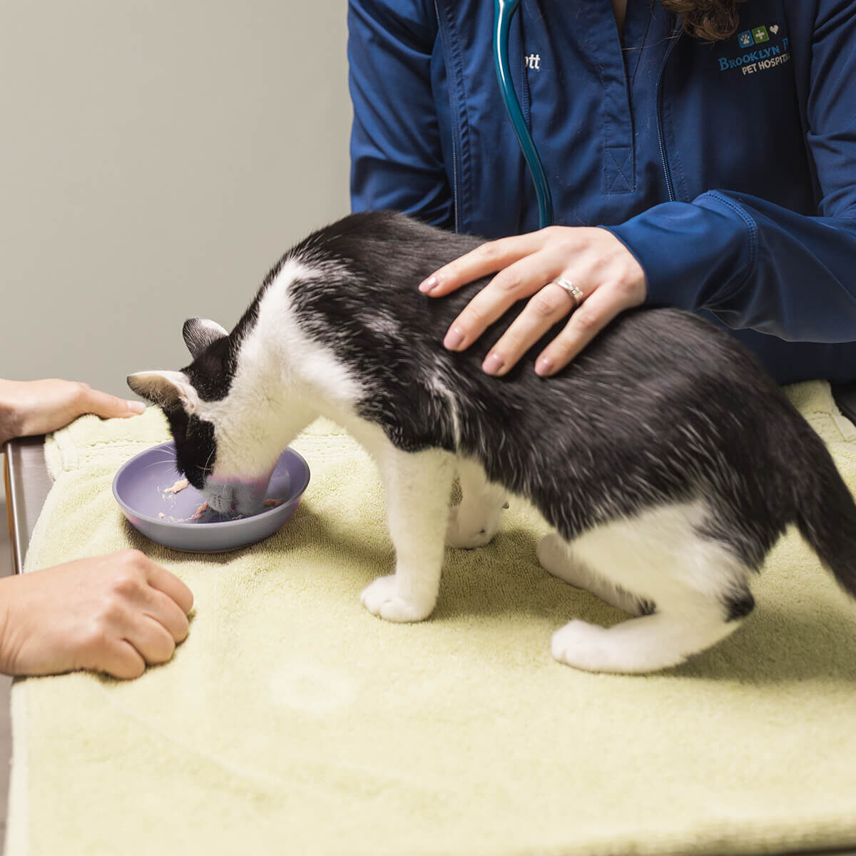 Cat Eating From Bowl