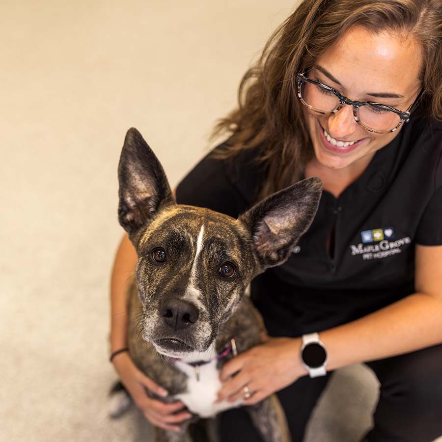 dog looking up at the camera while a smiling technician holds him