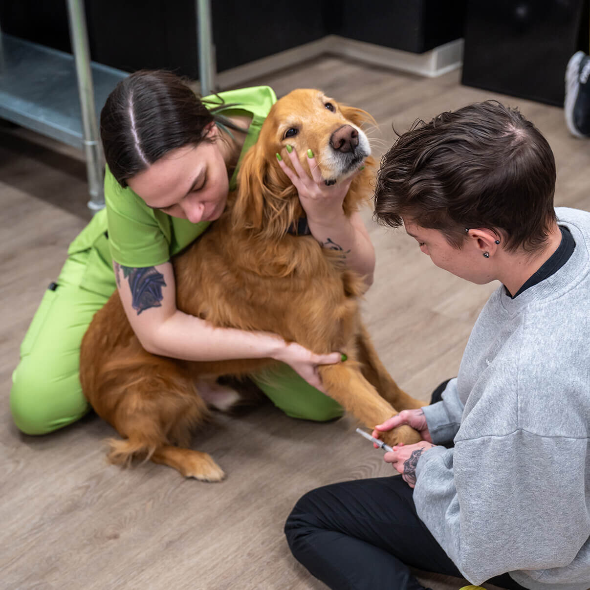 two vet techs starting IV on golden retriever