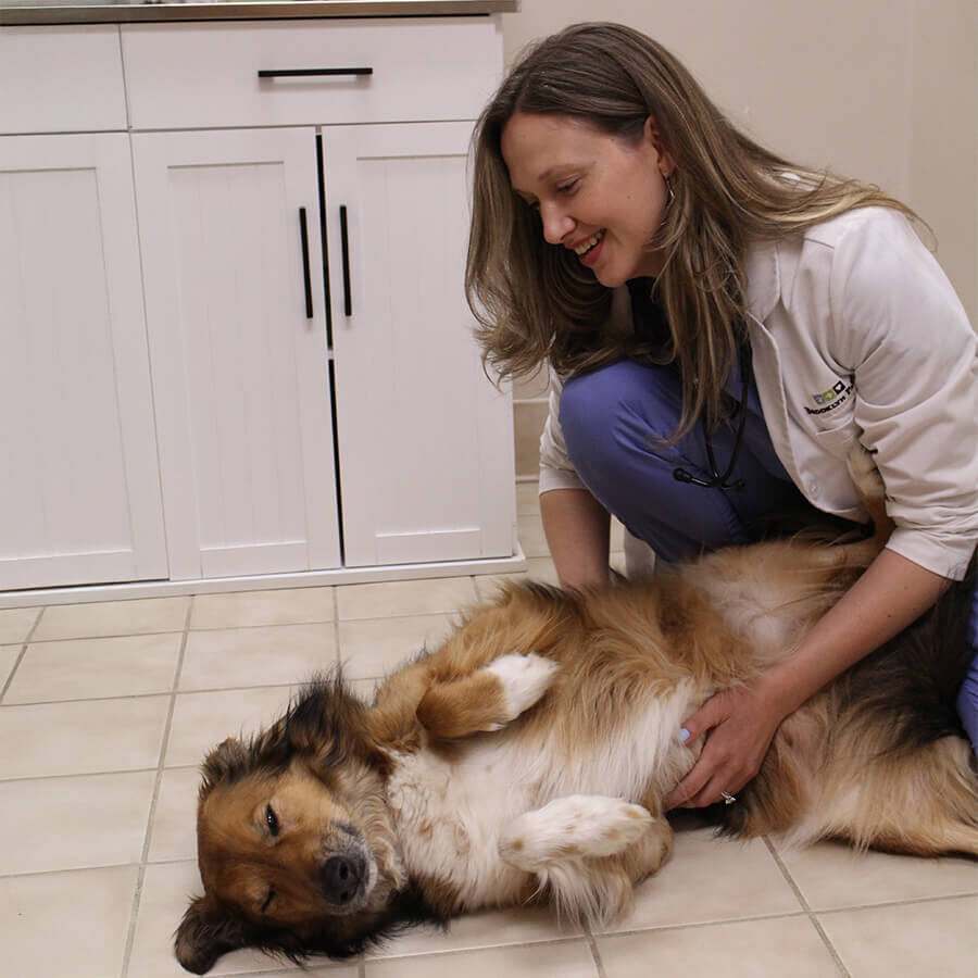 vet examining dog on exam room floor