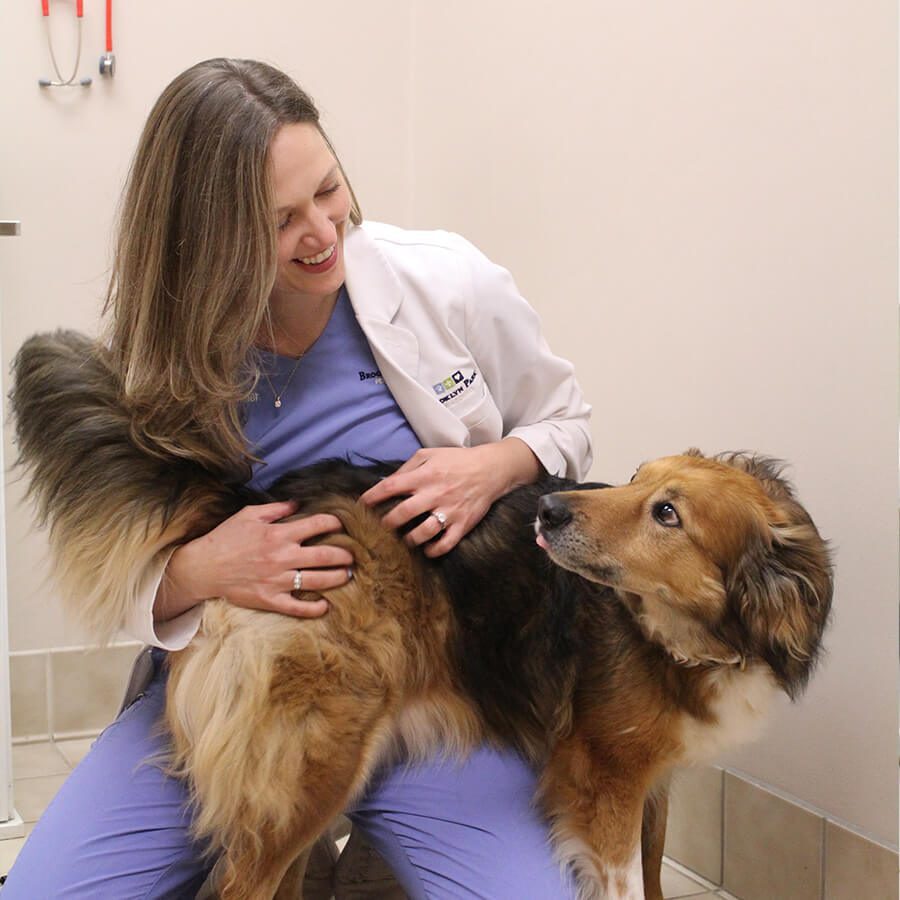 female vet with fluffy brown dog