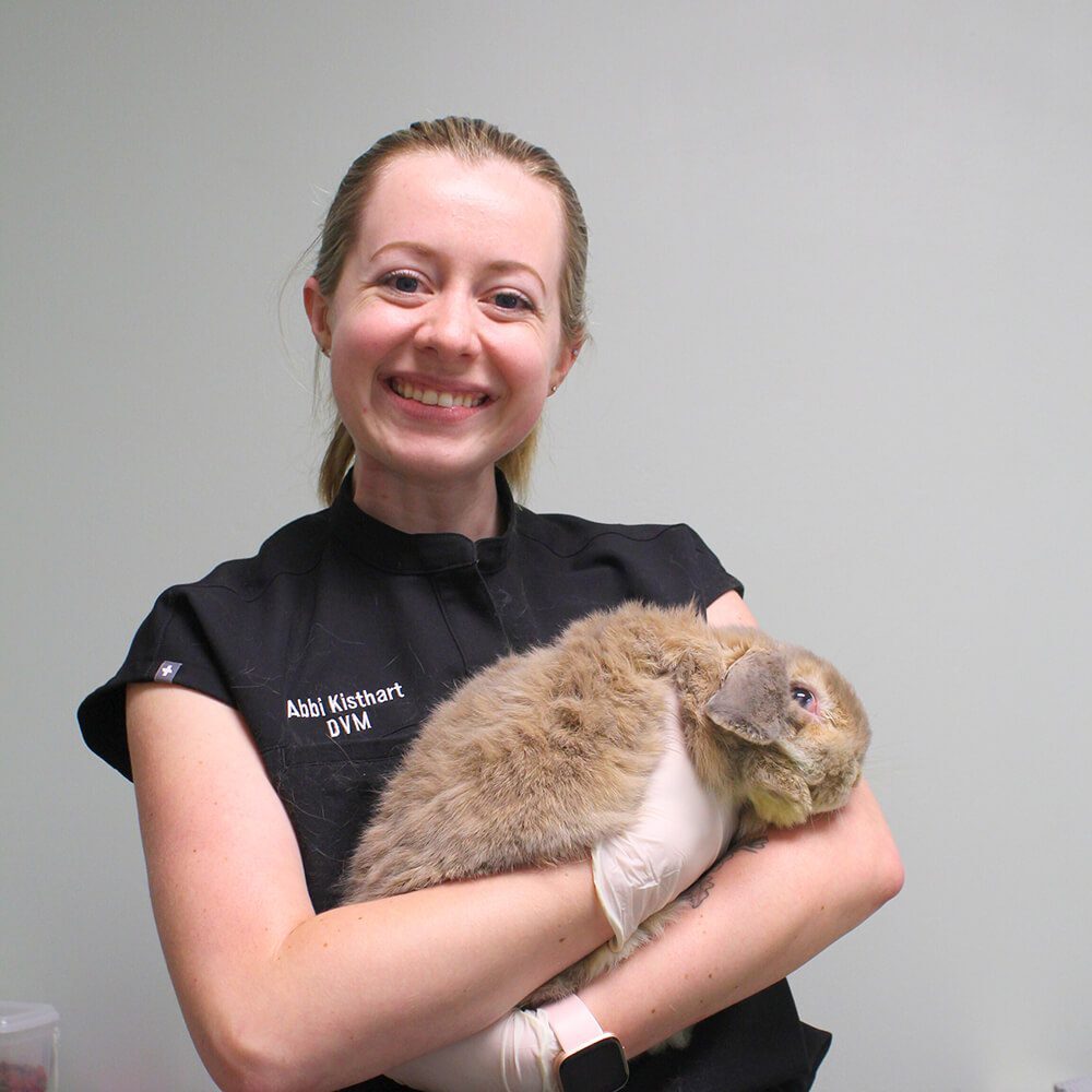 Vet With Bunny